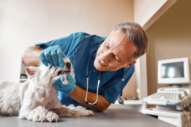 Best Dental Abscess Treatment in Cold Springs, NV